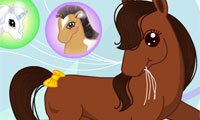 Poney du jour
