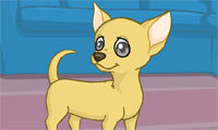 Verspielter Chihuahua