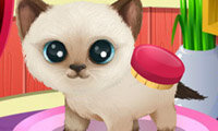 Salon de toilettage 3: Chiots et chatons