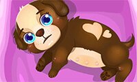 Cute Baby Puppy Care