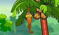 Spider Monkey